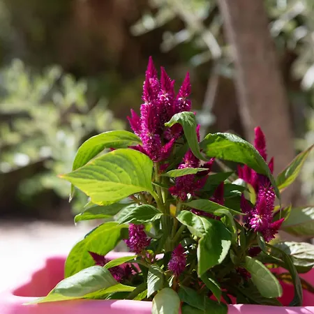 Pensjonat Hill Thassos Skala Potamia (Thasos)