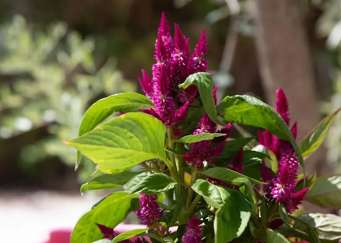 Pensjonat Hill Thassos Skala Potamia (Thasos)